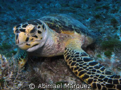 Turtle, Playa del Carmen by Abimael Márquez 